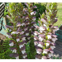 ACANTHUS MOLLIS MORNING CANDLE BEARS BREACHES PERENNIAL SEEDS - 5 SEEDS