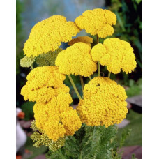 ACHILLEA FILIPENDULINA CLOTH OF GOLD SEEDS - YELLOW YARROW - 500 SEEDS