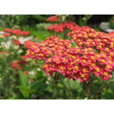 ACHILLEA MILLEFOLIUM RUBRA RED YARROW - 250 SEEDS