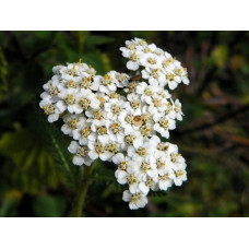 ACHILLEA MILLEFOLIUM WHITE - WHITE YARROW - 500 SEEDS ACHILLEA MILLEFOLIUM WHITE - WHITE YARROW - 500 SEEDS