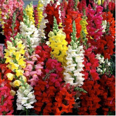 ANTIRRHINUM DWARF TOM THUMB - MIXED COLOUR SNAPDRAGON - 350 SEEDS
