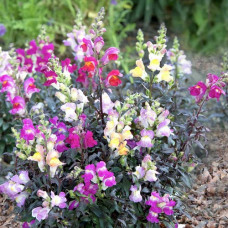 ANTIRRHINUM TWILIGHT MIXED SEEDS - MIXED COLOUR SNAPDRAGON - 250 SEEDS ANTIRRHINUM TWILIGHT MIXED SEEDS - MIXED COLOUR SNAPDRAGON - 250 SEEDS