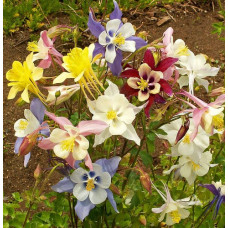 AQUILEGIA MCKANA GIANT HYBRIDS PERENNIAL SEEDS - 100 SEEDS AQUILEGIA MCKANA GIANT HYBRIDS PERENNIAL SEEDS - 100 SEEDS