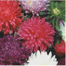 ASTER CAROUSEL MIXED COLOUR SEEDS - 100 SEEDS ASTER CAROUSEL MIXED COLOUR SEEDS - 100 SEEDS