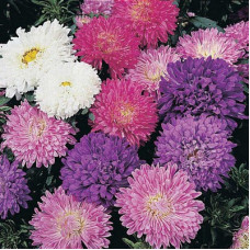ASTER MILADY DWARF MIX SEEDS - CALLISTEPHUS CHINENSIS - MIXED COLOURS - 100 SEEDS ASTER MILADY DWARF MIX SEEDS - CALLISTEPHUS CHINENSIS - MIXED COLOURS - 100 SEEDS
