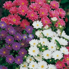 ASTER SUPER PRINCESS MIXED COLOUR SEEDS - 100 SEEDS ASTER SUPER PRINCESS MIXED COLOUR SEEDS - 100 SEEDS