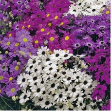 BRACHYSCOME IBERIDIFOLIA MIX SEEDS (SWAN RIVER DAISY / LITTLE MISSY) - 1000 SEEDS BRACHYSCOME IBERIDIFOLIA MIX SEEDS (SWAN RIVER DAISY / LITTLE MISSY) - 1000 SEEDS