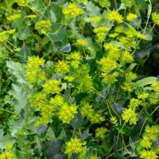 BUPLEURUM ROTUNDIFOLIUM GRIFFITHII GRIFFITI SEEDS - THOROW WAX - 50 SEEDS BUPLEURUM ROTUNDIFOLIUM GRIFFITHII GRIFFITI SEEDS - THOROW WAX - 50 SEEDS