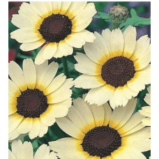 CHRYSANTHEMUM SEGETUM EASTERN STAR SEEDS - CORN MARIGOLD - 250 SEEDS CHRYSANTHEMUM SEGETUM EASTERN STAR SEEDS - CORN MARIGOLD - 250 SEEDS