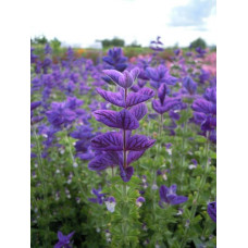 CLARY OXFORD BLUE SEEDS - BLUE CLARY SAGE - SALVIA VIRIDIS - 100 SEEDS CLARY OXFORD BLUE SEEDS - BLUE CLARY SAGE - SALVIA VIRIDIS - 100 SEEDS