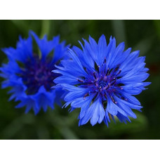 CENTAUREA CYANUS BLUE BALL - BLUE CORNFLOWER SEEDS - 100 SEEDS