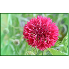 CENTAUREA CYANUS DOUBLE RED BALL - RED CORNFLOWER SEEDS - 100 SEEDS CENTAUREA CYANUS DOUBLE RED BALL - RED CORNFLOWER SEEDS - 100 SEEDS