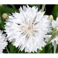 CENTAUREA CYANUS WHITE SEEDS - WHITE CORNFLOWER - 100 SEEDS CENTAUREA CYANUS WHITE SEEDS - WHITE CORNFLOWER - 100 SEEDS