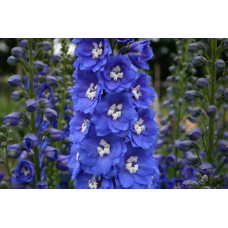 DELPHINIUM PACIFIC GIANT BLUE BIRD SEEDS - BRIGHT BLUE FLOWERS WITH WHITE BEE - 50 SEEDS DELPHINIUM PACIFIC GIANT BLUE BIRD SEEDS - BRIGHT BLUE FLOWERS WITH WHITE BEE - 50 SEEDS