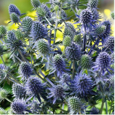 ERYNGIUM PLANUM SEEDS - BLUE ERYNGO - FLAT SEA HOLLY - 50 SEEDS