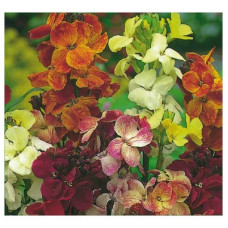 ERYSIMUM CHEIRI MY FAIR LADY MIX SEEDS - ENGLISH WALLFLOWER - 150 SEEDS ERYSIMUM CHEIRI MY FAIR LADY MIX SEEDS - ENGLISH WALLFLOWER - 150 SEEDS