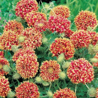 GAILLARDIA SUNDANCE BI-COLOUR SEEDS - 50 SEEDS