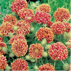 GAILLARDIA SUNDANCE BI-COLOUR SEEDS - 50 SEEDS