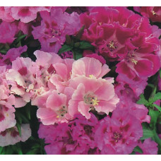 GODETIA CROWN DOUBLE MIX SEEDS - MIXED COLOUR FLOWERS - 500 SEEDS GODETIA CROWN DOUBLE MIX SEEDS - MIXED COLOUR FLOWERS - 500 SEEDS
