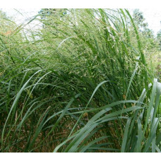 PANICUM ELEGANS - FIBRE OPTIC FROSTED EXPLOSION ORNAMENTAL GRASS SEEDS - 250 SEEDS PANICUM ELEGANS - FIBRE OPTIC FROSTED EXPLOSION ORNAMENTAL GRASS SEEDS - 250 SEEDS
