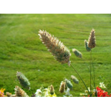 PHALARIS CANARIENSIS - CANARY GRASS ORNAMENTAL GRASS SEEDS - 250 SEEDS PHALARIS CANARIENSIS - CANARY GRASS ORNAMENTAL GRASS SEEDS - 250 SEEDS