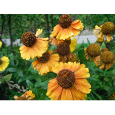 HELENIUM AUTUMNALE SAHIN'S SEEDS - EARLY FLOWERER - 50 SEEDS HELENIUM AUTUMNALE SAHIN'S SEEDS - EARLY FLOWERER - 50 SEEDS