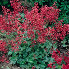 HEUCHERA SANGUINEA BRESSINGHAM HYBRIDS - CORAL BELLS - 250 SEEDS HEUCHERA SANGUINEA BRESSINGHAM HYBRIDS - CORAL BELLS - 250 SEEDS