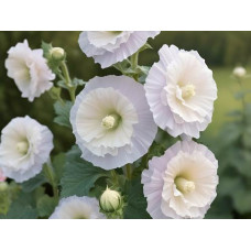 HOLLYHOCK CHATERS DOUBLE WHITE - ALCEA ROSEA - 50 SEEDS HOLLYHOCK CHATERS DOUBLE WHITE - ALCEA ROSEA - 50 SEEDS