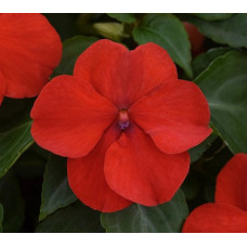 IMPATIENS WALLERIANA BUSY LIZZIE DWARF BABY SCARLET SEEDS - 100 SEEDS IMPATIENS WALLERIANA BUSY LIZZIE DWARF BABY SCARLET SEEDS - 100 SEEDS