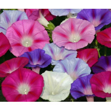 IPOMOEA MORNING GLORY FLYING SAUCER MIX SEEDS - MIXED COLOUR STRIPED FLOWERS - 50 SEEDS IPOMOEA MORNING GLORY FLYING SAUCER MIX SEEDS - MIXED COLOUR STRIPED FLOWERS - 50 SEEDS