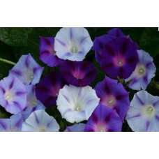 IPOMOEA MORNING GLORY MIX SEEDS - PURPLE, BLUE & WHITE FLOWERS - 50 SEEDS IPOMOEA MORNING GLORY MIX SEEDS - PURPLE, BLUE & WHITE FLOWERS - 50 SEEDS
