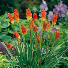 KNIPHOFIA UVARIA SEEDS - RED HOT POKER - 50 SEEDS KNIPHOFIA UVARIA SEEDS - RED HOT POKER - 50 SEEDS