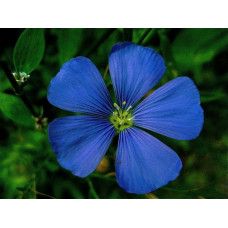 LINUM PERENNE - BLUE FLAX PERENNIAL SEEDS - 100 SEEDS LINUM PERENNE - BLUE FLAX PERENNIAL SEEDS - 100 SEEDS