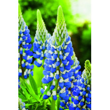 LUPIN LUPINE LUPINUS THE GOVERNOR SEEDS - BLUE & WHITE FLOWERS - 50 SEEDS LUPIN LUPINE LUPINUS THE GOVERNOR SEEDS - BLUE & WHITE FLOWERS - 50 SEEDS