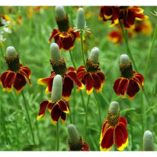 MEXICAN HAT RATIBIDA COLUMNIFERA SEEDS - 100 SEEDS MEXICAN HAT RATIBIDA COLUMNIFERA SEEDS - 100 SEEDS