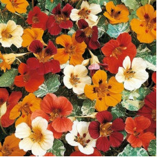 NASTURTIUM CLIMBING JEWEL OF AFRICA - TROPAEOLUM MAJUS - 40 SEEDS NASTURTIUM CLIMBING JEWEL OF AFRICA - TROPAEOLUM MAJUS - 40 SEEDS
