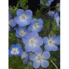 NEMOPHILA MENZIESII INSIGNIS SEEDS - BABY BLUE EYES - 250 SEEDS NEMOPHILA MENZIESII INSIGNIS SEEDS - BABY BLUE EYES - 250 SEEDS