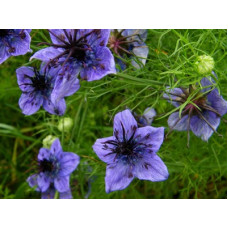 NIGELLA HISPANICA SEEDS - SPANISH LOVE IN A MIST - 100 SEEDS NIGELLA HISPANICA SEEDS - SPANISH LOVE IN A MIST - 100 SEEDS
