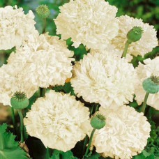 PAPAVER POPPY PAEONIFLURUM SEEDS - CREAM DOUBLE PEONY POPPY SEEDS - 250 SEEDS PAPAVER POPPY PAEONIFLURUM SEEDS - CREAM DOUBLE PEONY POPPY SEEDS - 250 SEEDS