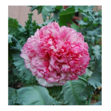 PAPAVER POPPY SOMNIFERUM FLEMISH ANTIQUE PINK PEONY SEEDS - 250 SEEDS PAPAVER POPPY SOMNIFERUM FLEMISH ANTIQUE PINK PEONY SEEDS - 250 SEEDS