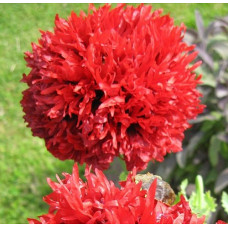 PAPAVER POPPY SOMNIFERUM SCARLET RED PEONY SEEDS - 250 SEEDS PAPAVER POPPY SOMNIFERUM SCARLET RED PEONY SEEDS - 250 SEEDS