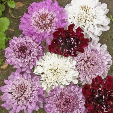 SCABIOSA ATROPURPUREA IMPERIAL MIX SEEDS - PINCUSHION SCABIOUS - 100 SEEDS SCABIOSA ATROPURPUREA IMPERIAL MIX SEEDS - PINCUSHION SCABIOUS - 100 SEEDS