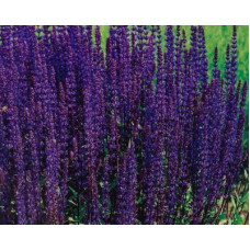 SALVIA NEMOROSA VIOLET QUEEN SEEDS - PURPLE FLOWERS - 100 SEEDS SALVIA NEMOROSA VIOLET QUEEN SEEDS - PURPLE FLOWERS - 100 SEEDS