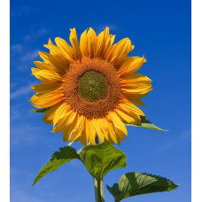 SUNFLOWER - RUSSIAN GIANT GREY STRIPED - HELIANTHUS ANNUUS - 20 SEEDS SUNFLOWER - RUSSIAN GIANT GREY STRIPED - HELIANTHUS ANNUUS - 20 SEEDS