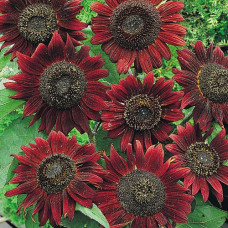 SUNFLOWER VELVET QUEEN SEEDS - DARK RED HELIANTHUS ANNUUS - 20 SEEDS SUNFLOWER VELVET QUEEN SEEDS - DARK RED HELIANTHUS ANNUUS - 20 SEEDS