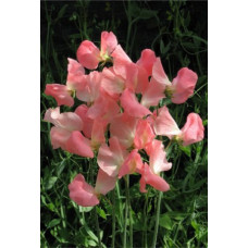 SWEET PEA PRINCESS ELIZABETH SEEDS - LATHYDORUS ODORATUS - 20 SEEDS SWEET PEA PRINCESS ELIZABETH SEEDS - LATHYDORUS ODORATUS - 20 SEEDS