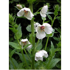 VERBASCUM BLATTARIA ALBIFLORUM WHITE  - 250 SEEDS