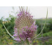 DIPSACUS FULLONUM SATIVAS LILAC SEEDS - COMMON TEASEL WILDFLOWER - 50 SEEDS DIPSACUS FULLONUM SATIVAS LILAC SEEDS - COMMON TEASEL WILDFLOWER - 50 SEEDS