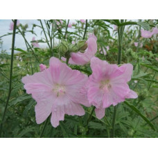 MALVA MOSCHATA ROSEA SEEDS - PINK MUSK MALLOW WILDFLOWER - 100 SEEDS MALVA MOSCHATA ROSEA SEEDS - PINK MUSK MALLOW WILDFLOWER - 100 SEEDS