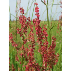 RUMEX ACETOSA SEEDS - COMMON SORREL WILDFLOWER GREAT FOR BIRDS - 500 SEEDS RUMEX ACETOSA SEEDS - COMMON SORREL WILDFLOWER GREAT FOR BIRDS - 500 SEEDS